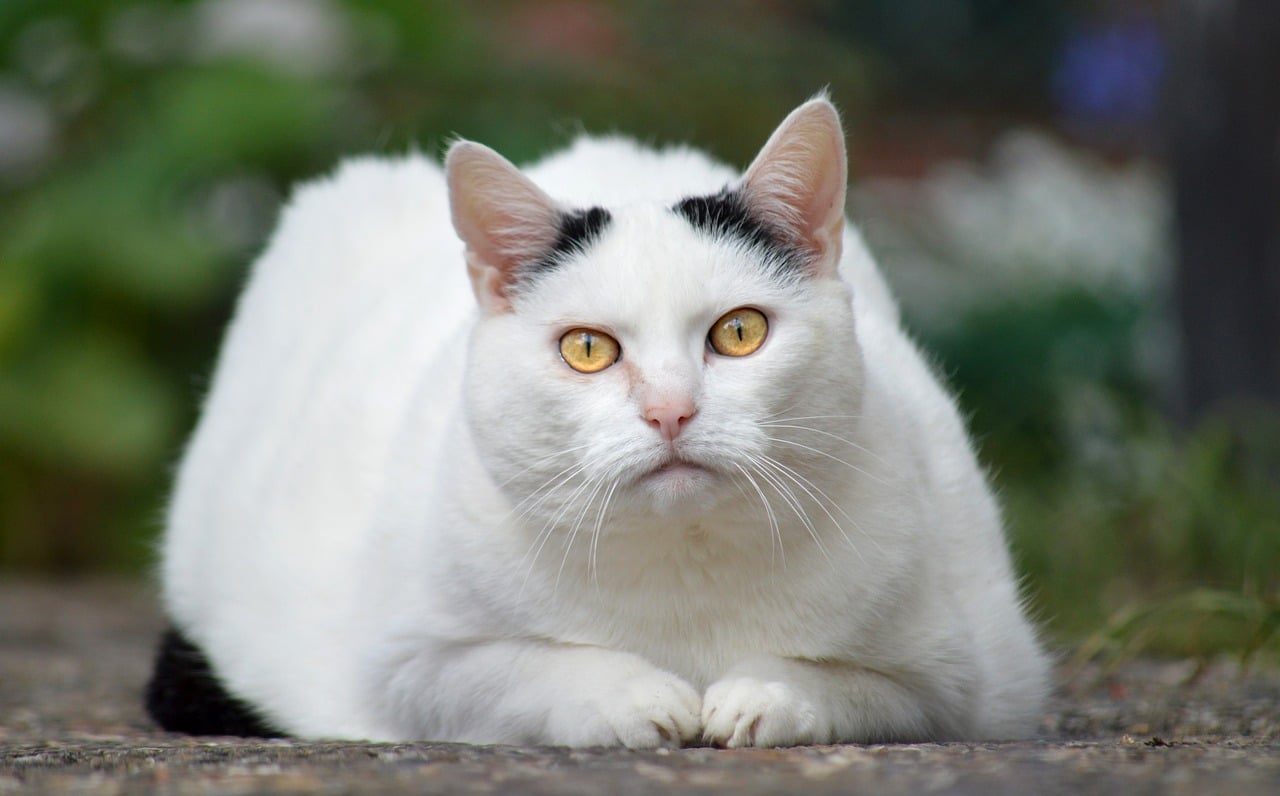 cat-tremors-shaking-neurological-muscle-spasm