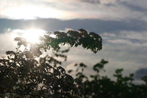 Free Sunset Bush photo and picture