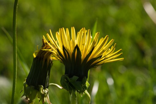 Free Dandelion Flower photo and picture
