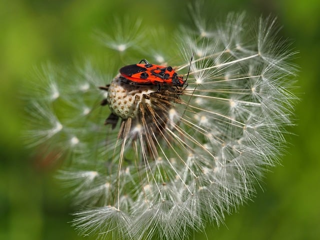 Firebug Dandelion Macro - Free photo on Pixabay