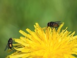 Random: nature, full hd wallpaper, macro, flies, dandelion, yellow, hd wallpaper, beautiful wallpaper, 4k wallpaper 1920x1080, free background, summer, insects, mac wallpaper, green, background, close-up, windows wallpaper, wings, 4k wallpaper, natural detail, wallpaper 4k, free wallpaper, field, cool backgrounds, wallpaper hd, laptop wallpaper, desktop backgrounds, frost-resistant, tiny, ecosystem, it is delicate, flora, observation