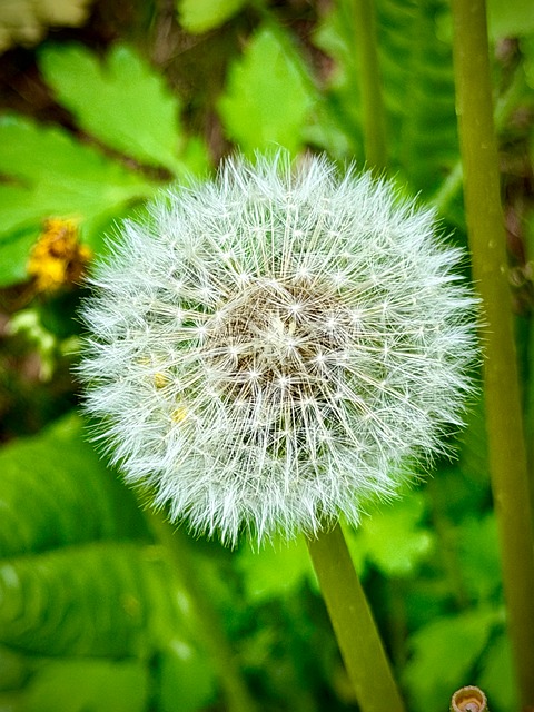 Free Dandelion Nature photo and picture