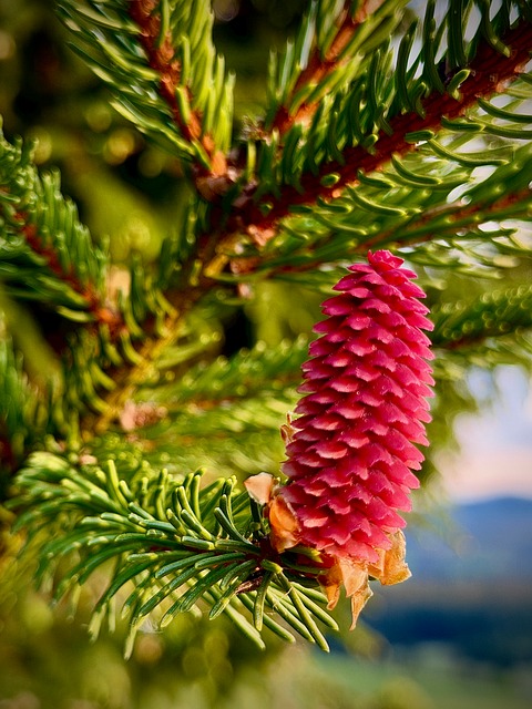 Free Spruce Forest photo and picture