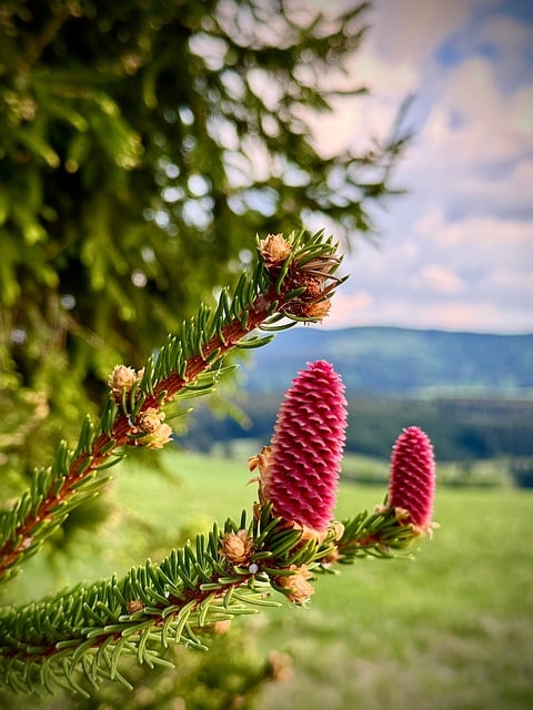 Free Pine Cone Nature photo and picture
