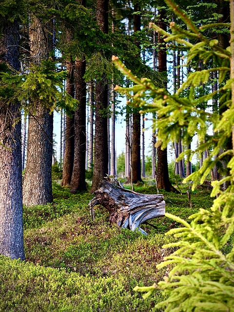 Free Forest Trees photo and picture