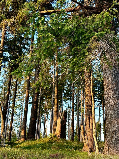 Free Forest Nature photo and picture
