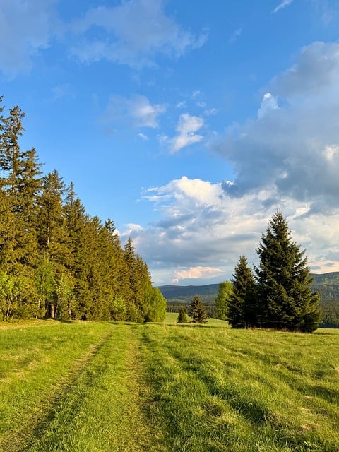 Free Nature Forest photo and picture