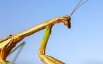 Random: mantis, insect, entomology, close-up, predator, invertebrate, nature, green, antenna, detail, head, blue sky background, macro photography, claw, animal, arachnid, insect eye, predation, exoskeleton, focus