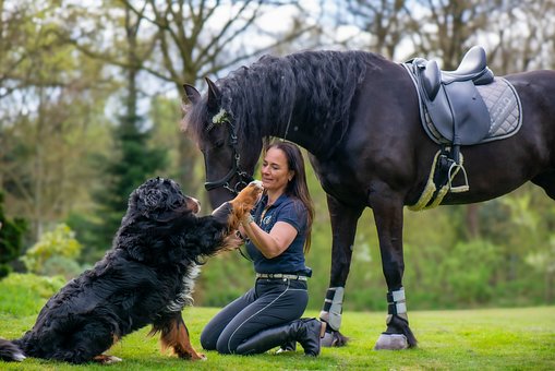 Free Horse Dog photo and picture