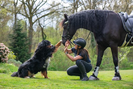 Free Dog Horse photo and picture