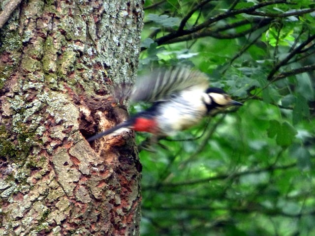 Fugl, Spætte, Træ, Natur, Flyvende, Skov
