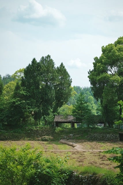 Krajina, Strom, Zemědělství, Příroda