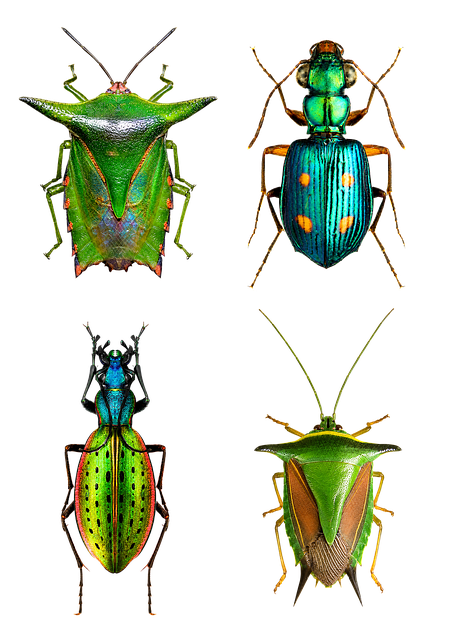 Käfer, Insekt, Natur, Entomologie