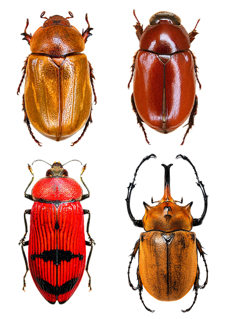Käfer, Natur, Tier, Rot, Fauna, Flora