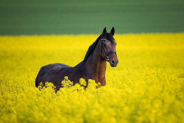 Free Horse Brown Horse photo and picture