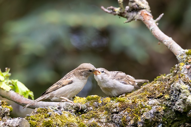 Spurve, Fugle, Natur, Trægren