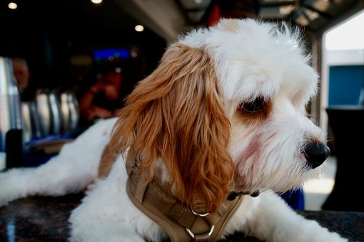 Free Dog Puppy photo and picture