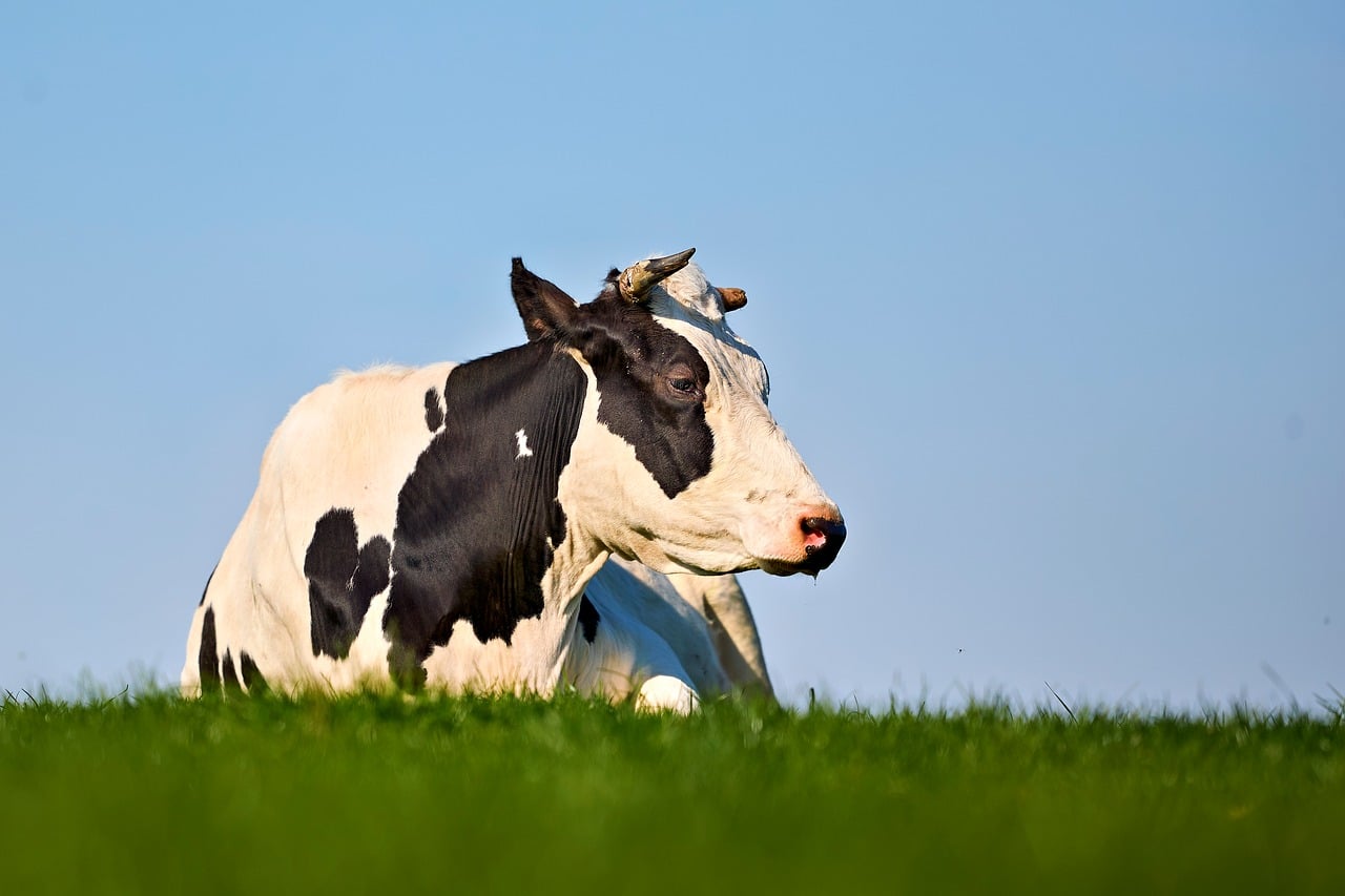 Cow - free online jigsaw puzzle photo