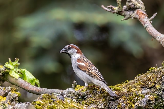 Spurv, Natur, Dyr, Han, Fugl, Gren