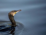 Random: cormorant, nature, mac wallpaper, bird, beak, desktop backgrounds, laptop wallpaper, cool backgrounds, head, free background, windows wallpaper, nature wallpaper, water, animal, full hd wallpaper, free wallpaper, portrait, swimming, 4k wallpaper, wallpaper 4k, beautiful wallpaper, wallpaper hd, reflection, feathers, wild, wetlands, black, hd wallpaper, dark, nature background, solitary, beautiful nature, calm, 4k wallpaper 1920x1080, clear water, decorative, wallpaper
