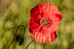 Random: poppy flower, red, nature, botany, spring, blooming, background, beauty, desktop backgrounds, 4k wallpaper 1920x1080, delicate, wallpaper hd, free wallpaper, beautiful wallpaper, environment, wallpaper 4k, wildflower, stamen, 4k wallpaper, laptop wallpaper, cool backgrounds, free background, hd wallpaper, nature photography, countryside, mac wallpaper, full hd wallpaper, summery, plant details, fresh, rural, peaceful serenity, windows wallpaper, fragrance