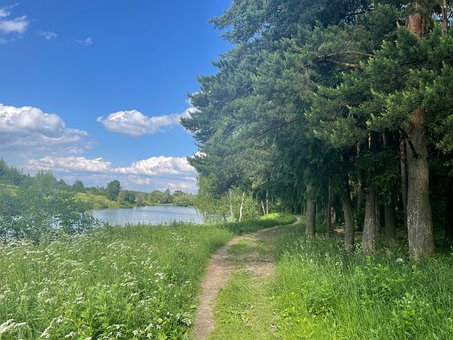 Free Trees Path photo and picture