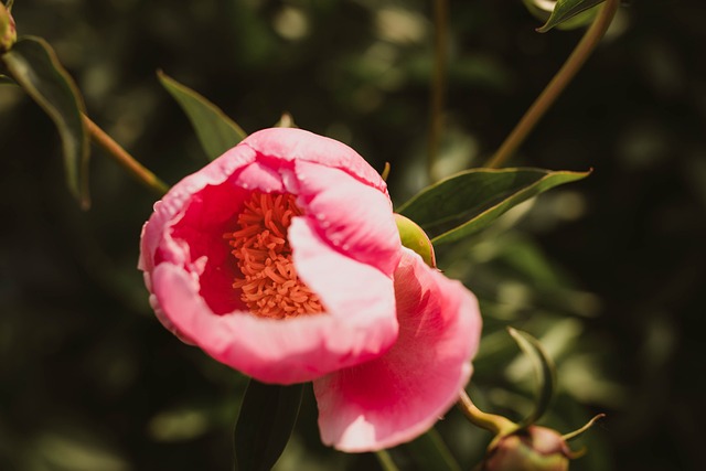Free Peony Bloom photo and picture
