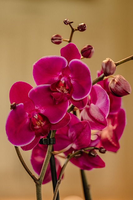 Free Pink Orchid photo and picture