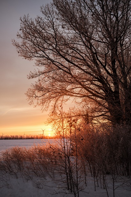 Free Winter Frost photo and picture