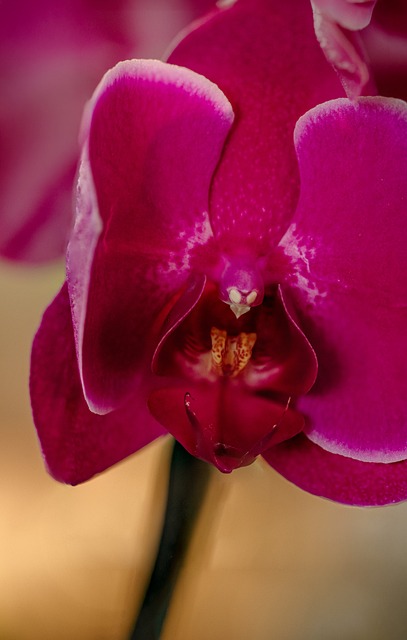 Free Orchid Pink photo and picture