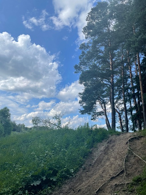 Free Trees Path photo and picture