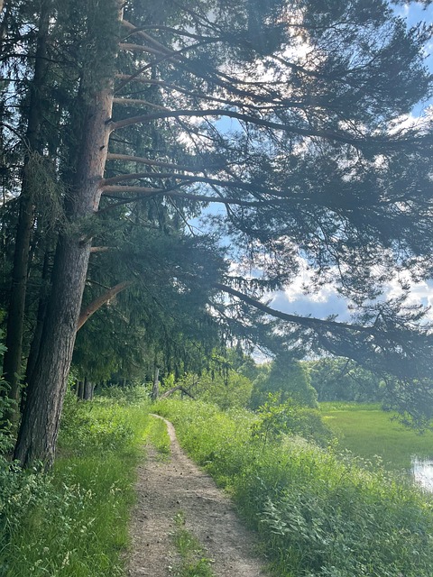 Free Trees Forest Path photo and picture