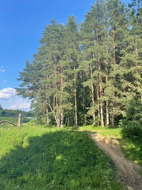Free Trees Path photo and picture