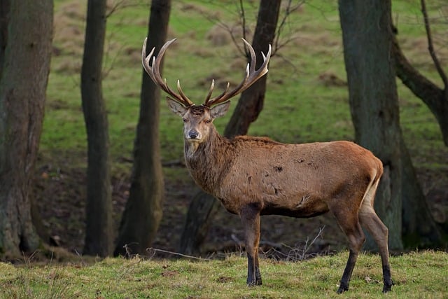 Free Red Deer Animal photo and picture