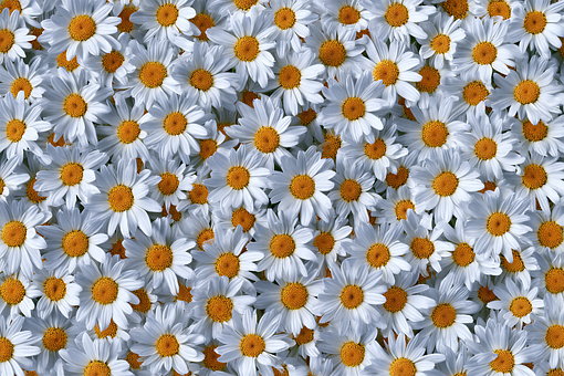 Free Daisy Flower illustration and picture