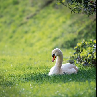 Schwan, Gras, Schön, Natur, Ruhig
