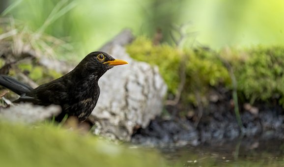 Amsel, Natur, Vogel, Federn