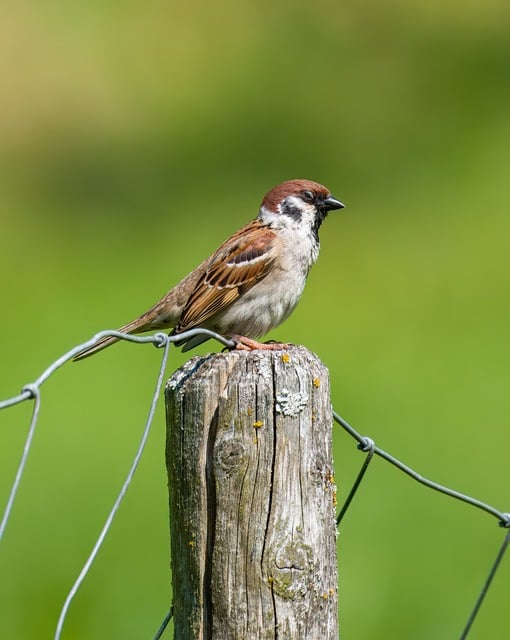 Free Sparrow Bird photo and picture