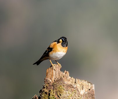 Vogel, Baumstamm, Natur, Orange