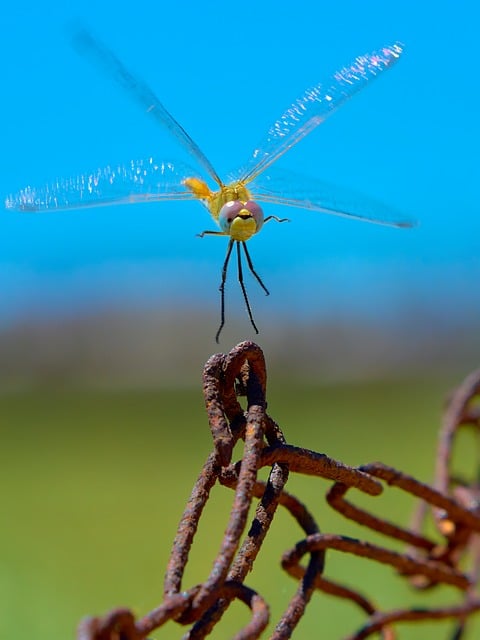 Libelle, Kette, Kopf, Flügel, Antenne