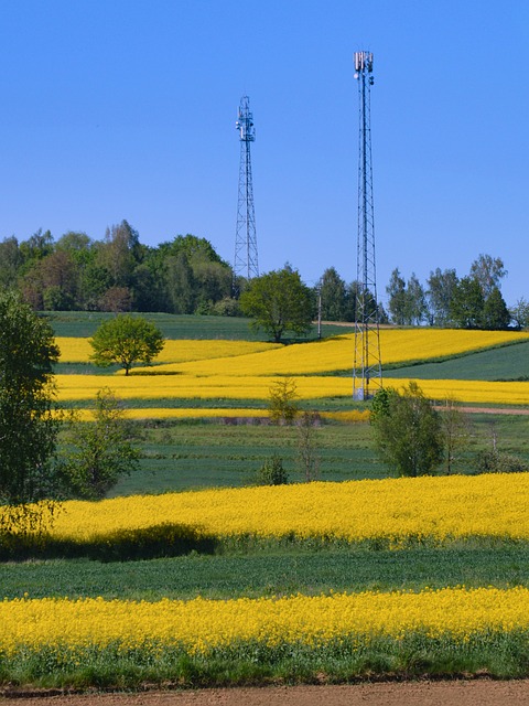 Free Rapeseed Blooming photo and picture
