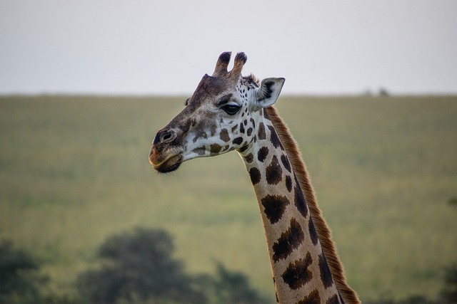 Giraffe, Uganda, Savanne, Wildnis, Natur