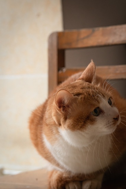 Free Cat Pet photo and picture