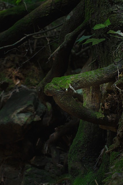 Free Green Nature photo and picture