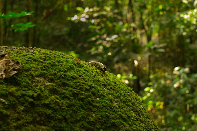 Free Moss Green photo and picture