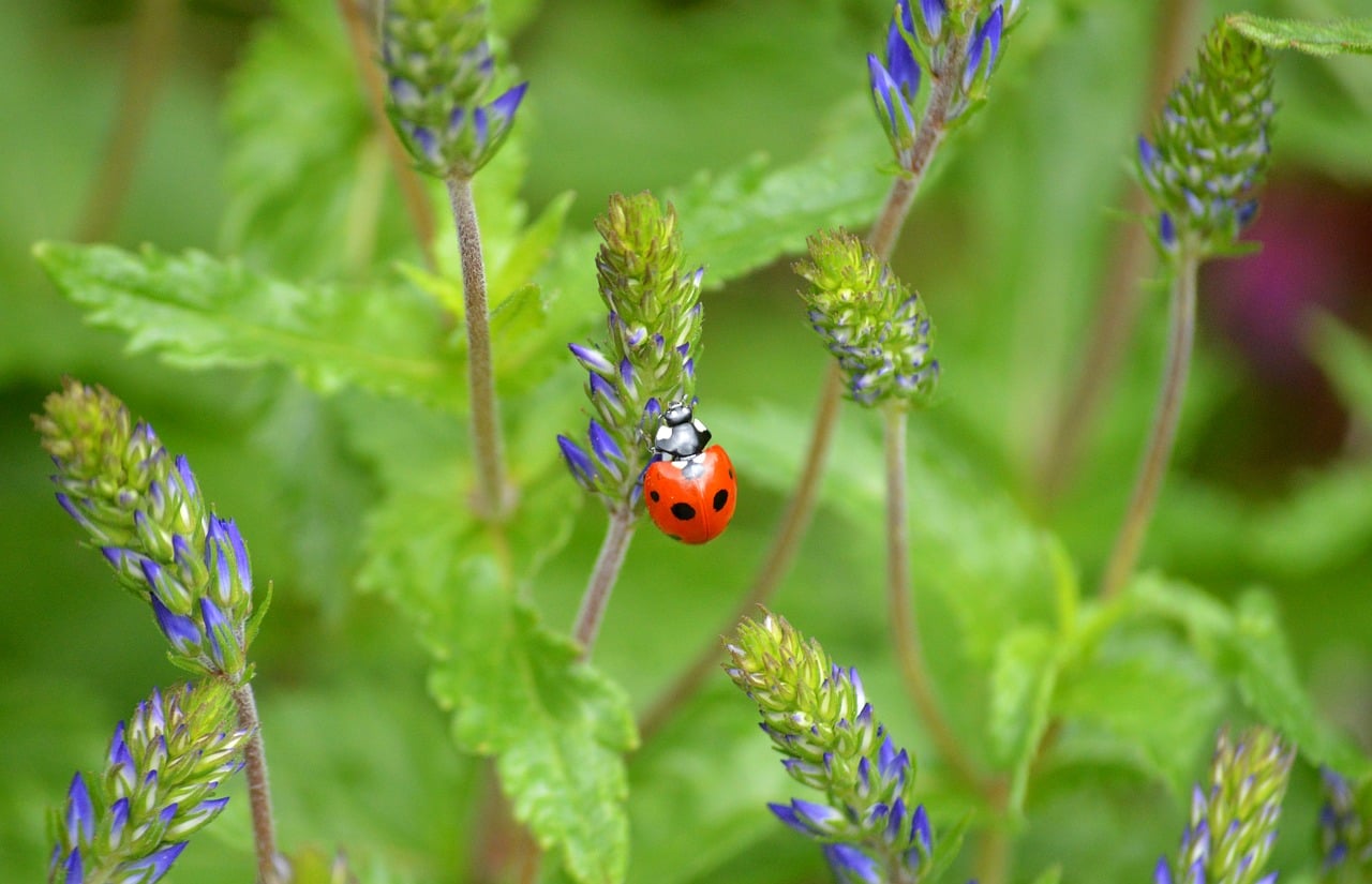 Ladybug - free online jigsaw puzzle photo