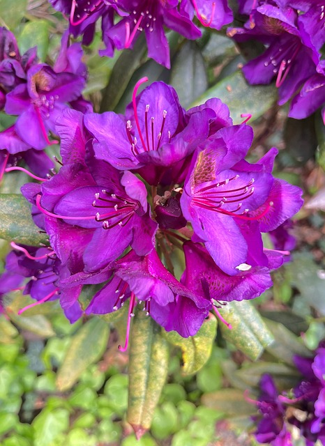 Rododendro, Flor, Roxo, Natureza