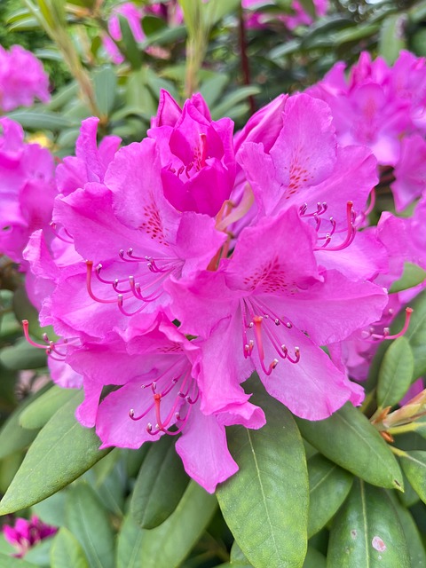 Rododendro, Cor Rosa, Flor, Jardim