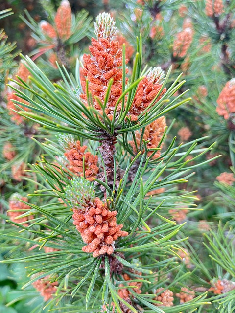 Pinheiro, Agulhas, Árvore, Natureza
