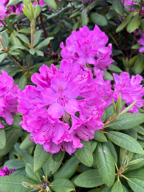 Natureza, Rododendro, Rosa, Flor, Folhas